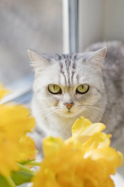 Gri kedi ve sarı laleler. Vazodaki sarı çiçek lalesi. Bahar tatili konsepti. Kedi ve çiçekler.