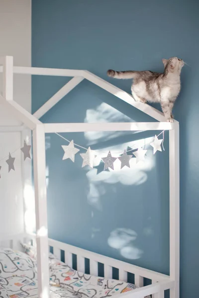 Grey British Cat Walking White Childs House Shaped Bed — Fotografia de Stock