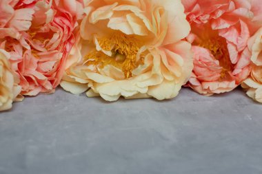 Coral peonies on a grey concrete background with copy space