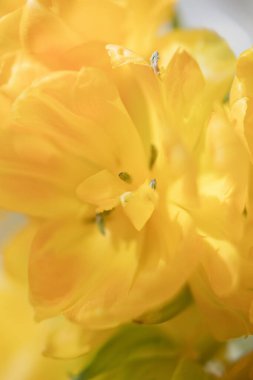 Sarı çiçek lalesi yaklaş. Güzel çiçekler, bahar tatili konsepti..