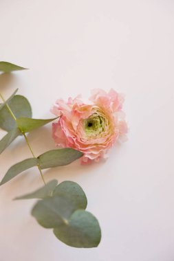 Beyaz arkaplanda pembe ranunculus ve okaliptüs, boşluğu kopyala