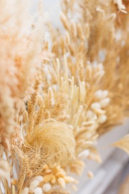 Kuru pampa çimen dekorasyonu. Kapatın.