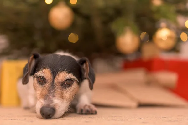 Jack Russell Terrier Dog Christmas Eve Front Christmas Tree Many — Stockfoto