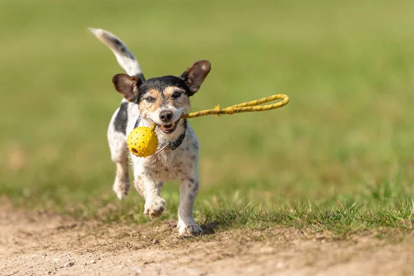 Small Cute Little Jack Russell Terrier Dog Running Fast Joy — Fotografia de Stock