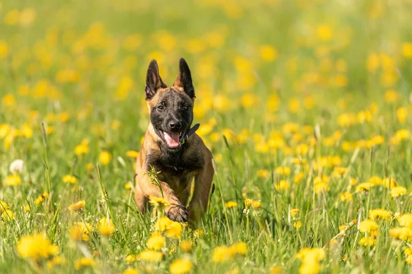 Baharda Karahindiba Ile Yeşil Bir Çayırda Yavru Köpek Köpek Haftalık — Stok fotoğraf