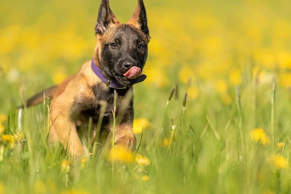 Baharda Karahindiba Ile Yeşil Bir Çayırda Yavru Köpek Köpek Haftalık — Stok fotoğraf
