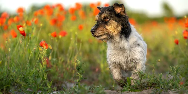 Funny small Jack Russell Terrier dog in a beautiful blooming poppy meadow