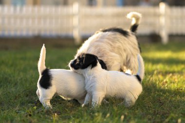 Young cute whelp 6 weeks old . Beautiful Jack Russell Terrier mom dog with puppy. Bitch educates pups.  