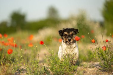 Funny small Jack Russell Terrier dog in a beautiful blooming poppy meadow