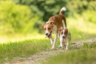 İki sevimli büyüleyici köpek insanlar olmadan birlikte yürüyorlar. Küçük Jack Russell Terrier köpeği ve büyük bir köpek.
