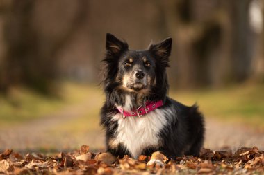 Güz mevsiminde çekilen bulanık orman arka planının önünde siyah renkli güzel bir Avustralya çoban köpeği.