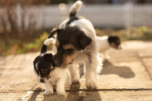 Young Cute Whelp Weeks Old Beautiful Jack Russell Terrier Mom — Zdjęcie stockowe