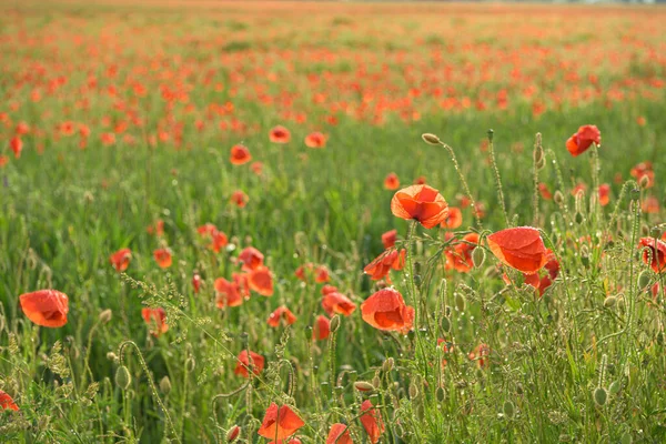 Bir fırtınadan sonra güzel kırmızı parlayan haşhaş. Çiçeklerin üzerine birçok yağmur damlası.