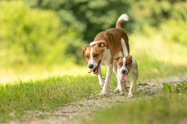 Две Милые Очаровательные Собаки Гуляют Вместе Людей Маленький Джек Рассел — стоковое фото