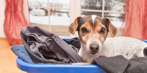 碧翠儿的狗躺在一个洗衣篮里 里面有洗过的 折叠好的熨烫过的衣服 Jack Russell Terrier 10岁头发型打滑 — 图库照片