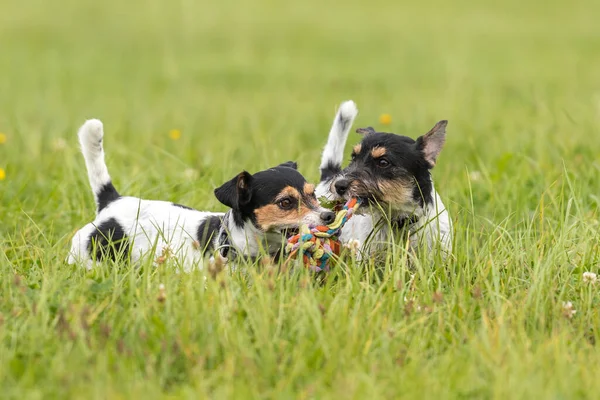 Dos Perros Corren Juegan Con Una Pelota Prado Lindo Cachorro —  Fotos de Stock