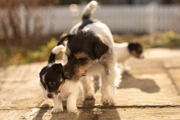 Young Cute Whelp Weeks Old Beautiful Jack Russell Terrier Mom 로열티 프리 스톡 사진