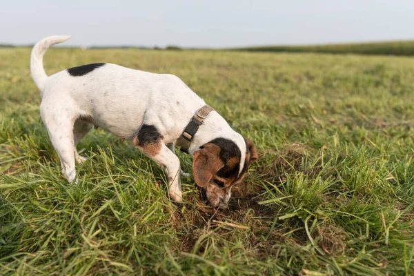 Small dog digging a hole in the ground in a meadow. Tricolor smooth coated Jack Russell Terrier 10 years old