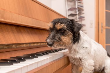 Güzel küçük Jack Russell Terrier köpeği piyanonun başında oturuyor.