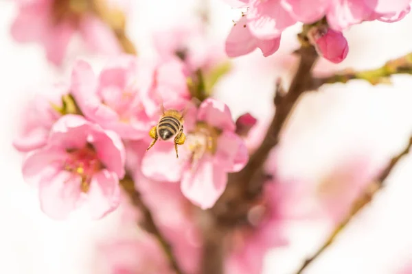 Fliegende Honigbienen Frühling Bei Einer Pfirsichblüte — Stockfoto