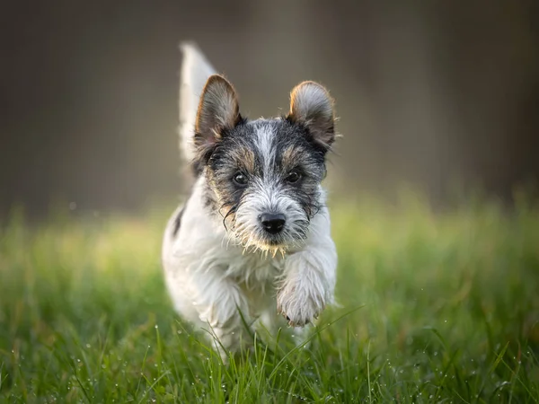 stock image Cute puppy 15 weeks old is running fast on a green meadow. Breed - little Jack Russell Terrier baby dog