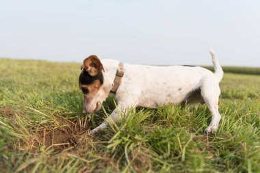 Small dog digging a hole in the ground in a meadow. Tricolor smooth coated Jack Russell Terrier 10 years old