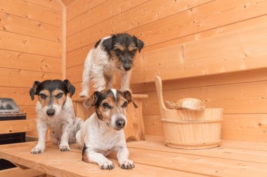 Tahta ladin saunasında bir grup şirin küçük Jack Russell Terrier köpeği. 