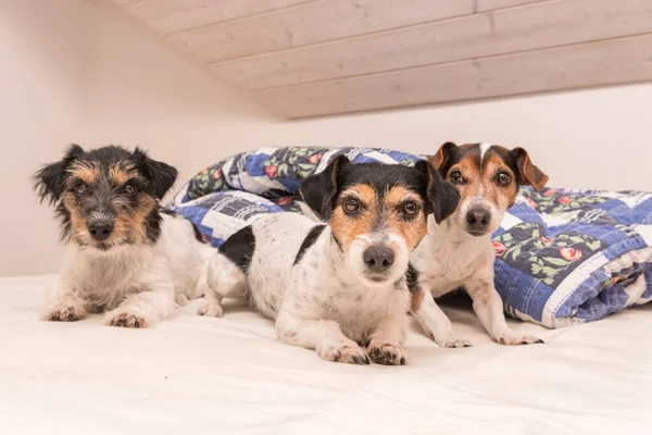 A group of funny dogs are lying and sleeping in a bed. Three small Jack Russell Terrier dog.