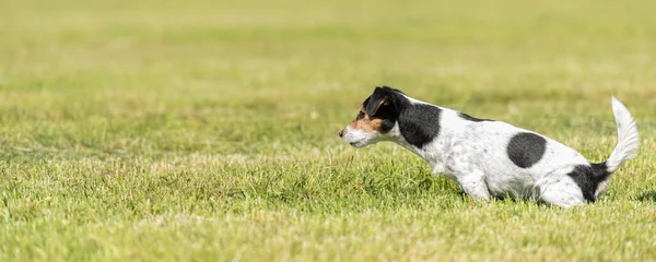 Perro Terrier Sentado Naturaleza Verde Para Orinar Afuera Naturaleza Prado —  Fotos de Stock