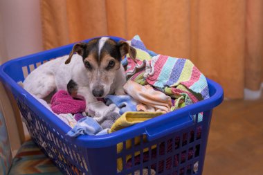 Köpek çamaşır sepetinde yeni yıkanmış ve içeride ütülenmiş bir şekilde yatıyor. Jack Russell Terrier köpeği 10 yaşında. Saç tipi pürüzsüz