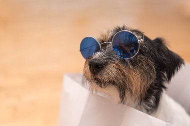 Küçük çılgın bir Jack Russell Terrier köpeğinin yakınında beyaz bir kesekağıdının içinde oturuyor.