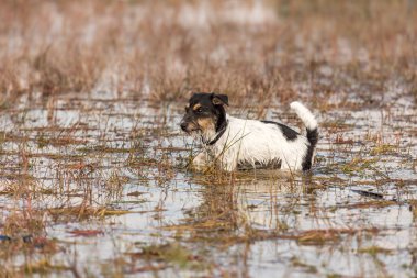 Şirin küçük Jack Russell Terrier köpeği bir sürü sazlıkla suyun içinde duruyor.