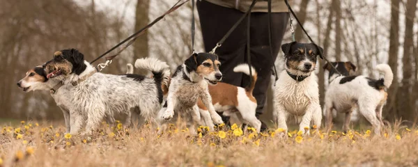 Dog Sitter Está Paseando Con Muchos Perros Con Una Correa —  Fotos de Stock