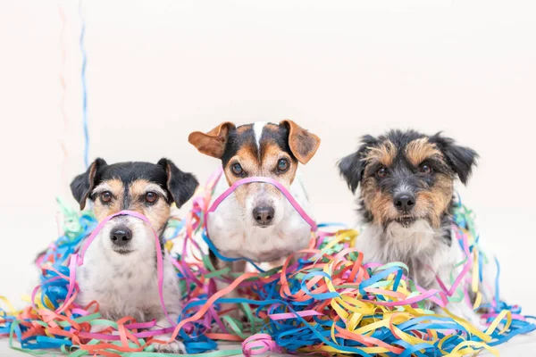 Tres Lindos Perros Fiesteros Descarados Jack Russell Perros Listos Para — Foto de Stock