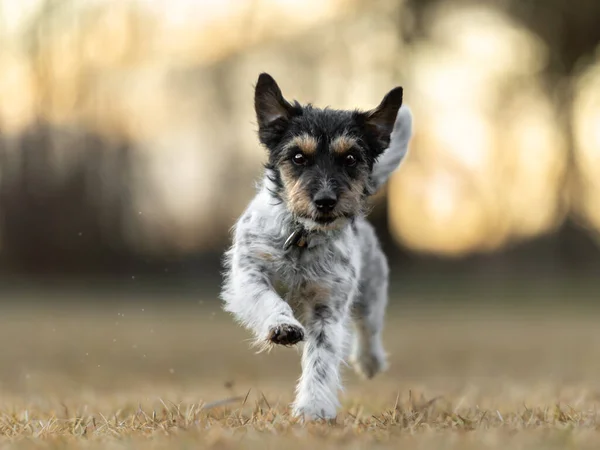 stock image Small Jack Russell Terrier dog running frontal a meadow in early spring