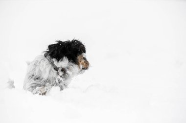 Beyaz kışta küçük aktif Jack Russell Terrier köpeği arkasını kolluyor..
