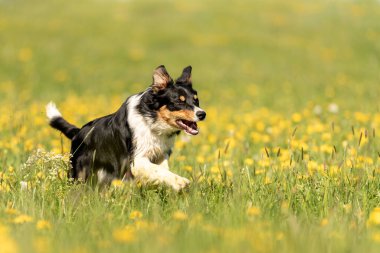 Baharda karahindiba ile yeşil bir çayırda yakışıklı bir Collie köpeği.. 