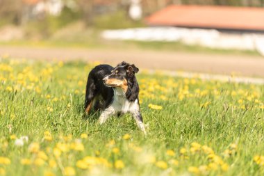 Baharda karahindiba ile yeşil bir çayırda yakışıklı bir Collie köpeği.. 