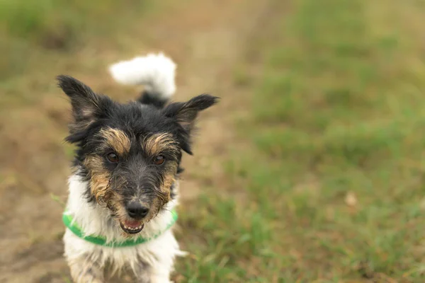 Pequeño Jack Russell Terrier Dog Retrato Naturaleza —  Fotos de Stock