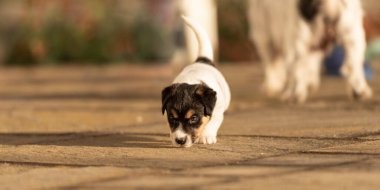 Köpek 6 haftalık. Küçük Jack Russell Terrier köpeği bahçede. 