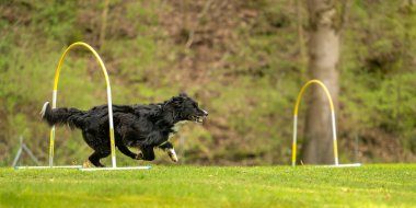 Sınır Collie köpeği Hoopers kursunda bir kavis boyunca koşuyor.. 