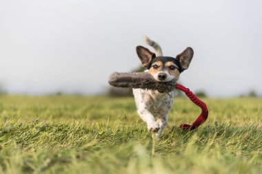 Sevimli küçük Jack Russell Terrier köpeği hızla koşuyor ve çayırda oyuncaklarıyla koşuyor.