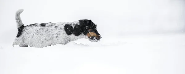 Malý Aktivní Trikolor Jack Russell Teriér Pes Sníh Louce Zimě — Stock fotografie