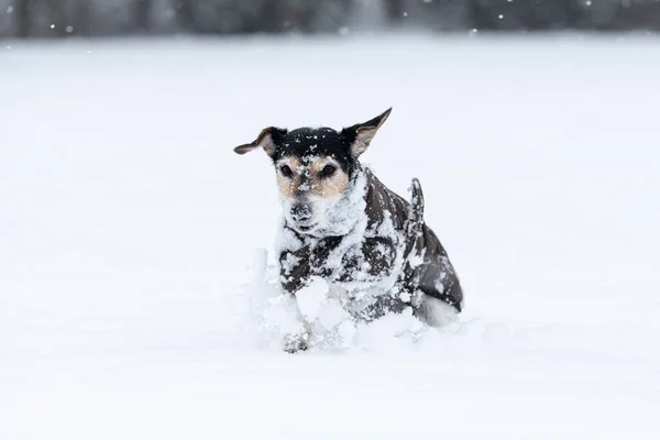 Маленькая Собака Бежит Лугу Снегу Зимой Носит Теплое Пальто Милый — стоковое фото