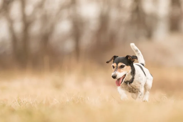Jack Russell Terrier Perro Corriendo Principios Primavera Prado Sobre Fondo —  Fotos de Stock