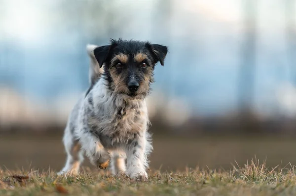 Mały Pies Jack Russell Terrier Biegnie Łące Wczesną Wiosną — Zdjęcie stockowe