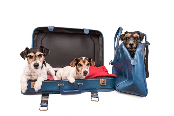 Vacation Several Dogs Jack Russell Terrier Ready Trip 로열티 프리 스톡 사진