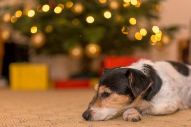 A Jack Russell Terrier dog at the Christmas Eve in front of a Christmas tree with many gifts 