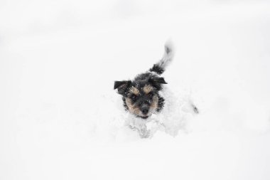 Kışın küçük kaba saçlı üç renkli Jack Russell Terrier köpeği karda eğlenir. 