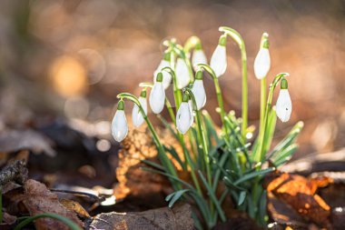 Ormanda güzel bahar çiçekleri. Bir grup kar tanesi